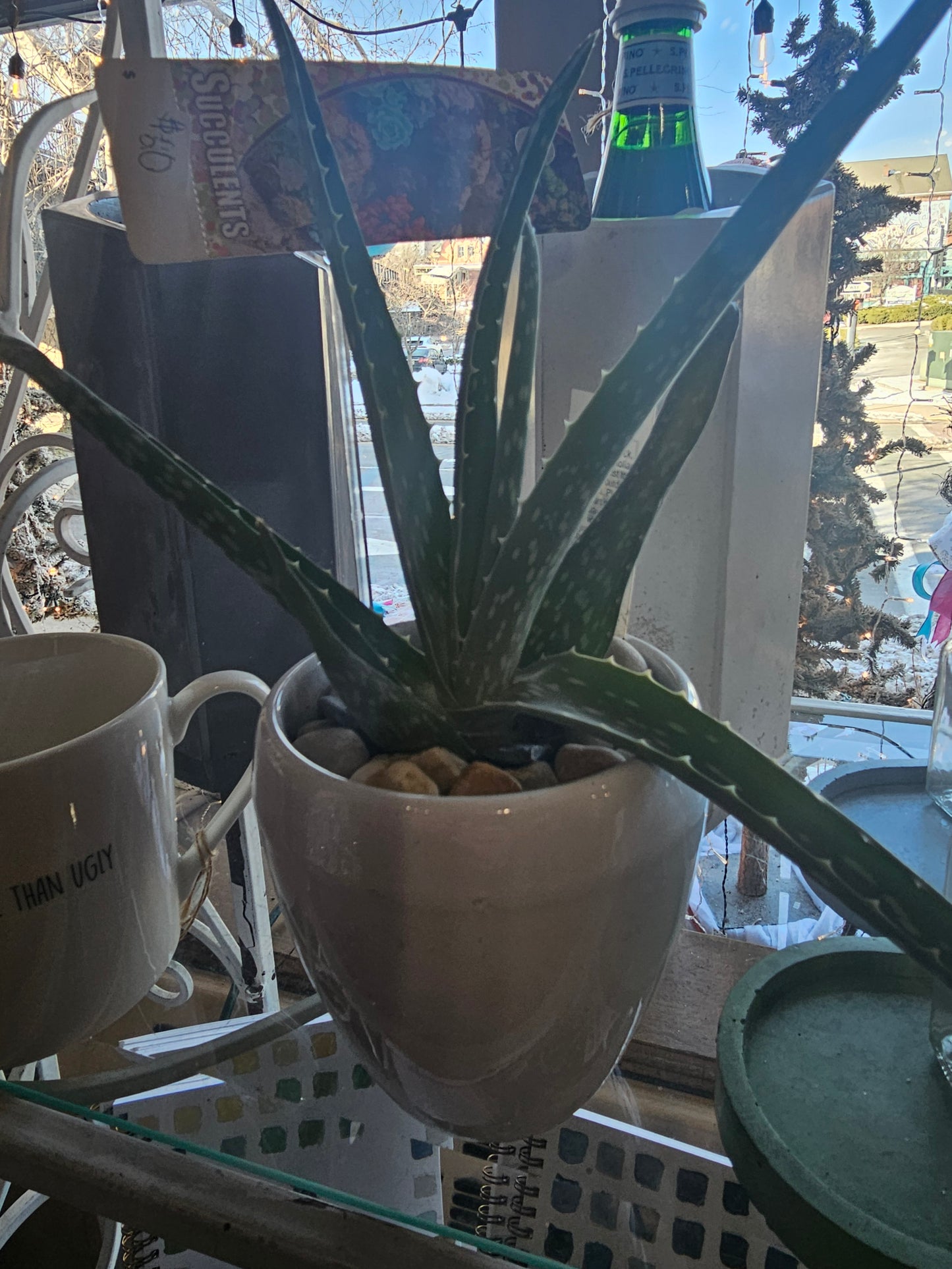 Aloe Vera Succulent in Ceramic Pot – Indoor Plant for Sale