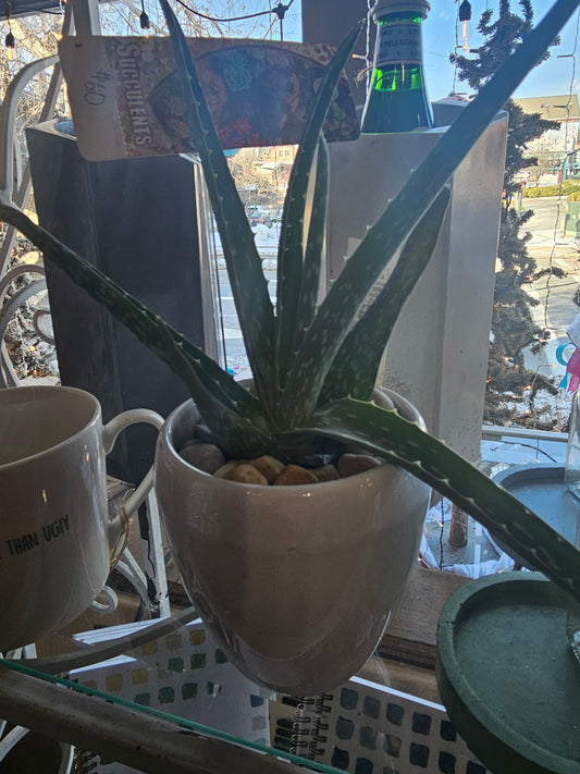Aloe Vera Succulent in Ceramic Pot – Indoor Plant for Sale