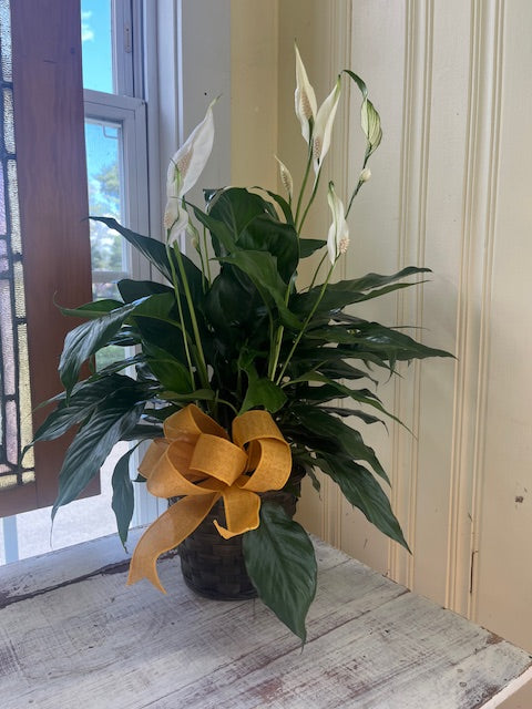 Peace Lily